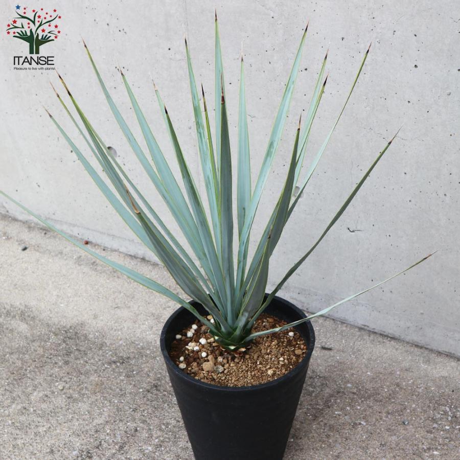 ユッカ リギダ 【24-491】 ユッカ リギダ 【24-491】 ユッカ リギダ