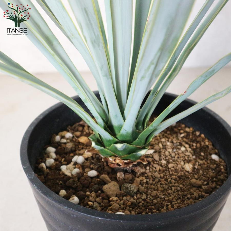 ユッカ リギダ 【観葉植物 8号プラスチック鉢:リビングや ユッカ リギダ 【観葉植物 8号プラスチック鉢:リビングや