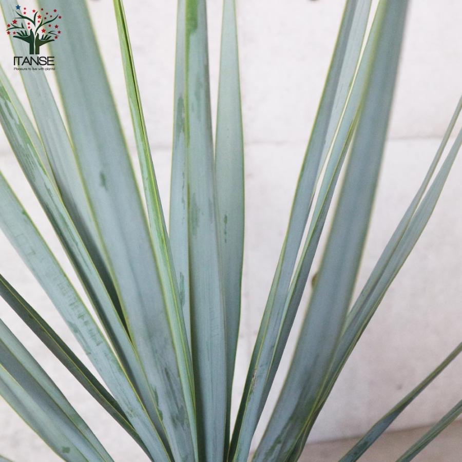 ユッカ リギダ 【観葉植物 8号プラスチック鉢:リビングや ユッカ リギダ 【観葉植物 8号プラスチック鉢:リビングや