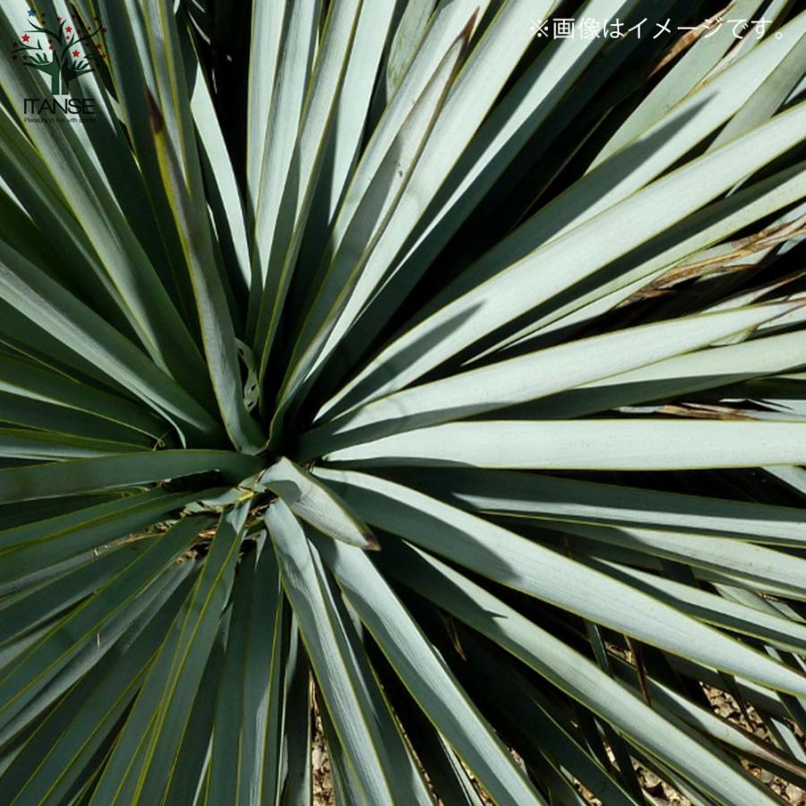ユッカ リギダ 【観葉植物 8号プラスチック鉢:リビングや ユッカ リギダ 【観葉植物 8号プラスチック鉢:リビングや