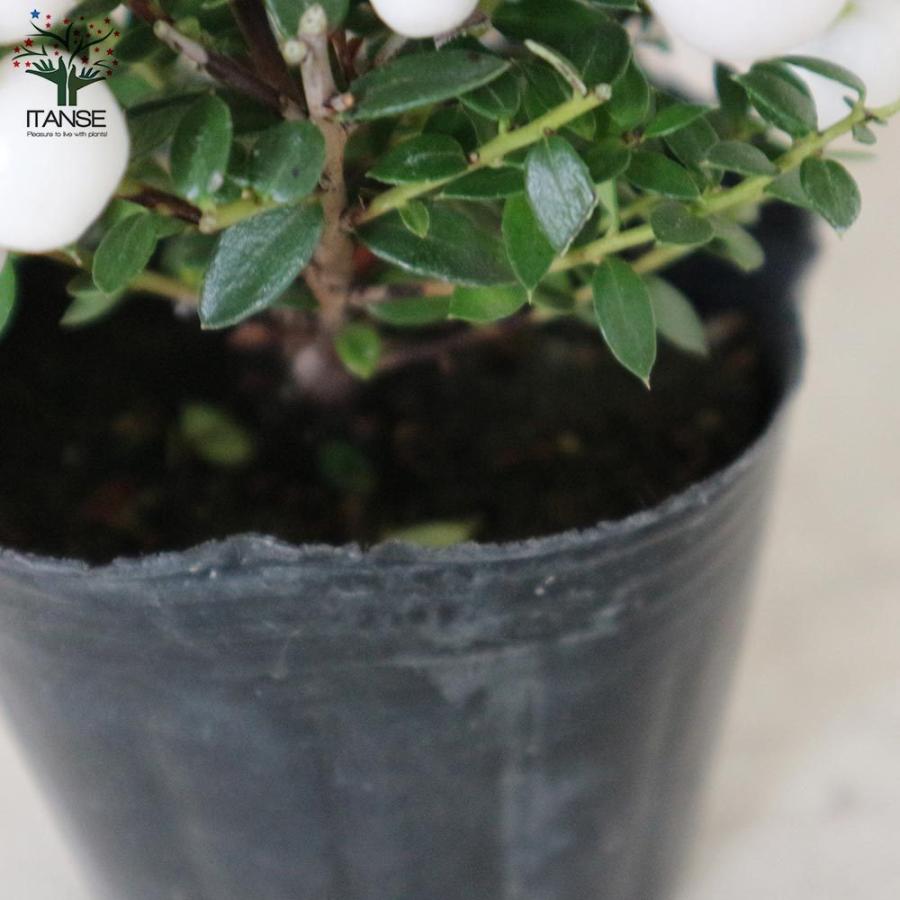 送料無料 パールツリー 真珠の木 ホワイト 庭木 3号ポット苗 花木 低木 お買い得2個セット デコベリー ペルネチア ペルネティア ベルネッチア ハッピ 花 ガーデニング