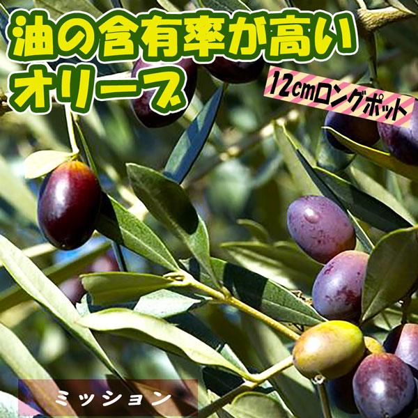 送料無料 オリーブ苗木 ミッション 果樹苗 2 3年生挿し木 12cmロングポット 1個 オリーブ苗 おりーぶ 苗木 ガーデニング シンボルツリー 新築祝い 鑑賞 1 Itanse 298 Shopooo By Gmo 通販 Yahoo ショッピング