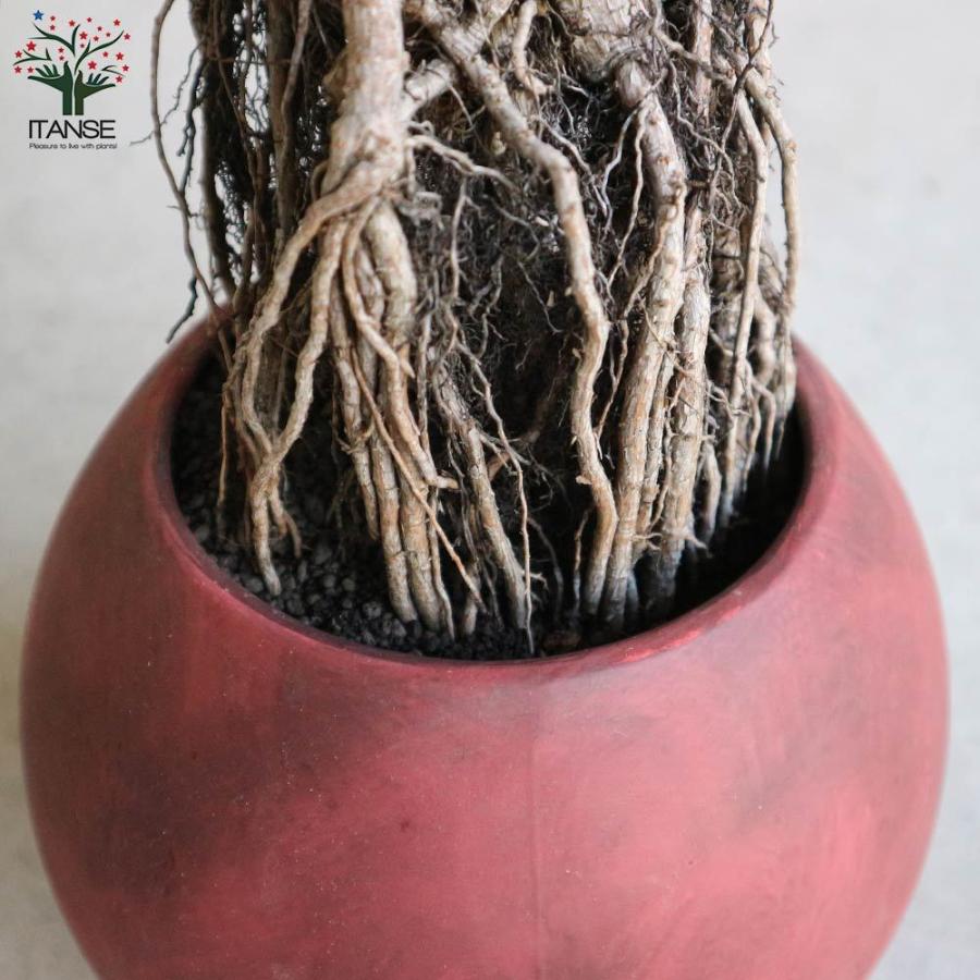 送料無料 黒松 根上がり盆栽 盆栽 5号デザイン陶器鉢 1個売り 正月飾り お正月 門松 角松 迎春 飾り 寄植 寄せ植え 飾り葉牡丹 葉ボタン アレンジ 1 Itanse 2984 Shopooo By Gmo 通販 Yahoo ショッピング