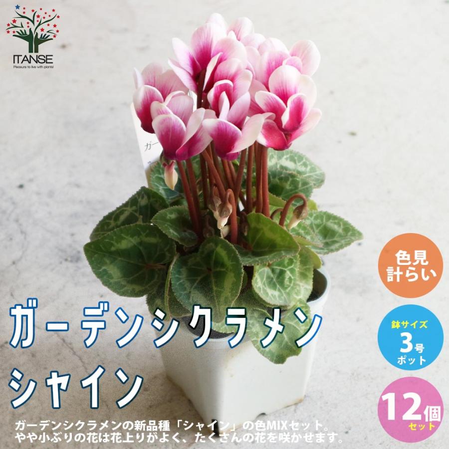 ガーデンシクラメン シャインレッド 苗 9cmポット 3号鉢 庭植え 寄せ植え 鉢植え 当店限定販売