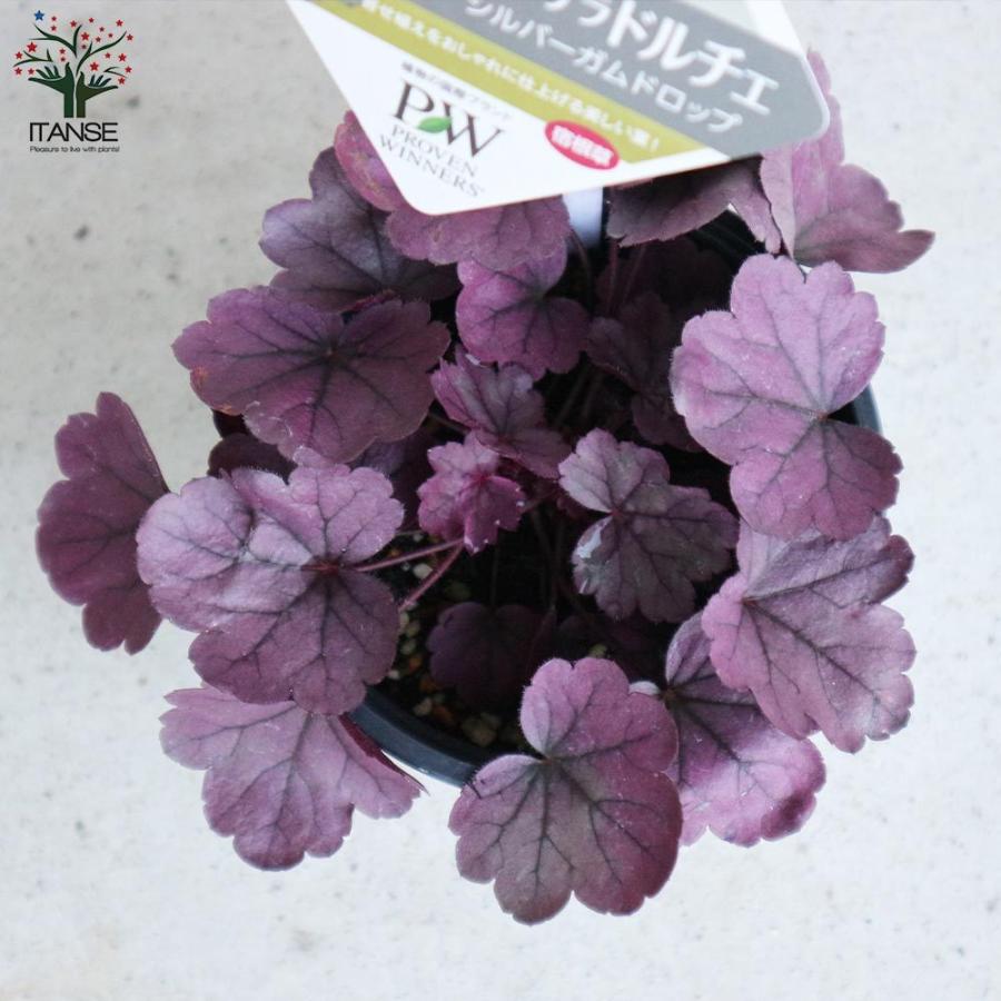 送料無料 ヒューケラ ドルチェ シルバーガムドロップ 花苗 10 5cmポット苗 カラーリーフ 多年草 お買い得2個セット ヒューケラ ひゅーけら 花苗 お花 1 Itanse 3004 Shopooo By Gmo 通販 Yahoo ショッピング