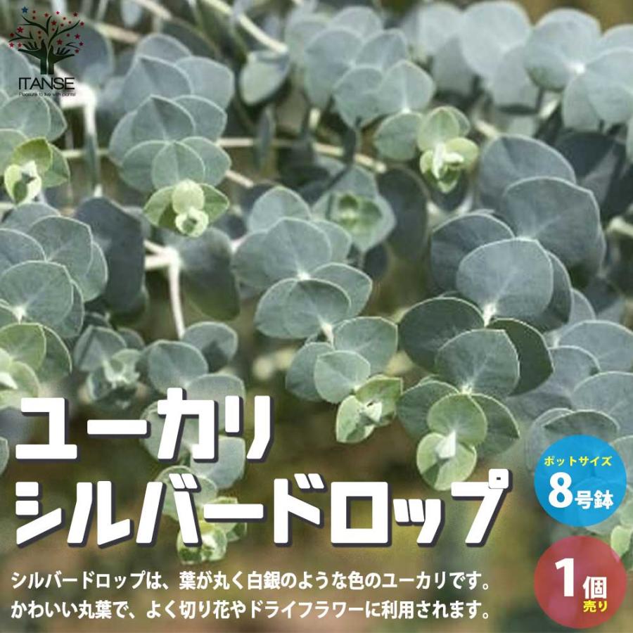 2394円 驚きの価格が実現 送料無料 ユーカリ シルバードロップ 庭木 8号ポット大苗 1個売り 新生活 ギフト プレゼント 贈答 人気 観賞用 リーフ プランツ