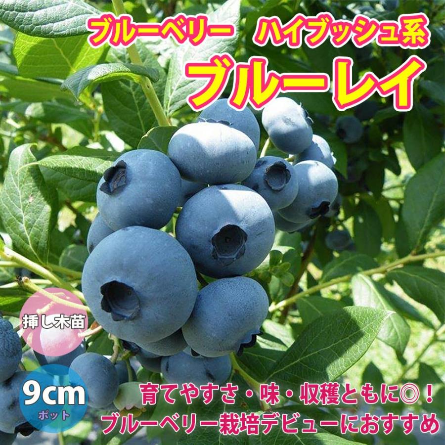 新着 ブルーレイ ハイブッシュ系ブルーベリー苗木9cmポット 挿し木苗 1個 ポット苗なのでほぼ年中植付けok 即出荷 送料込み価格