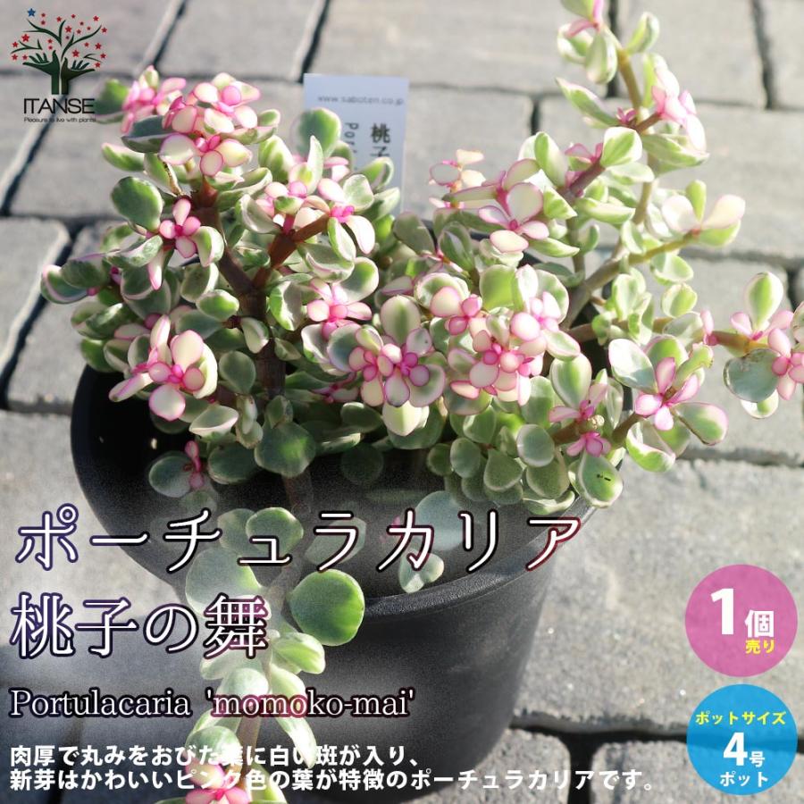 ポーチュラカリア・桃子の舞(ももこのまい)【多肉植物 3.5〜4号ポット