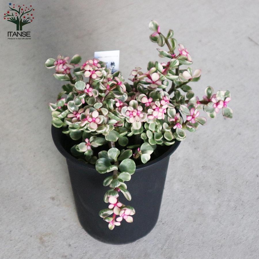 ポーチュラカリア・桃子の舞(ももこのまい)【多肉植物 3.5〜4号ポット