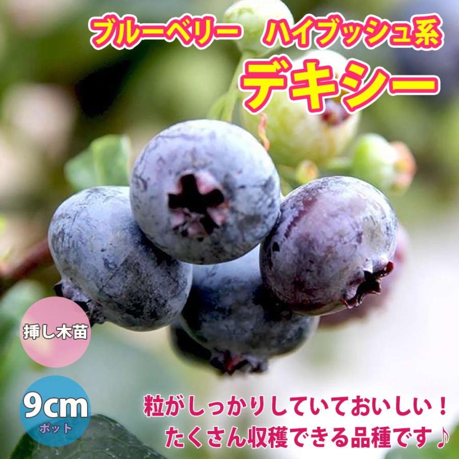 5年保証 デキシー ハイブッシュ系ブルーベリー苗木9cmポット 挿し木苗 1個 ポット苗なのでほぼ年中植付けok 即出荷 送料込み価格