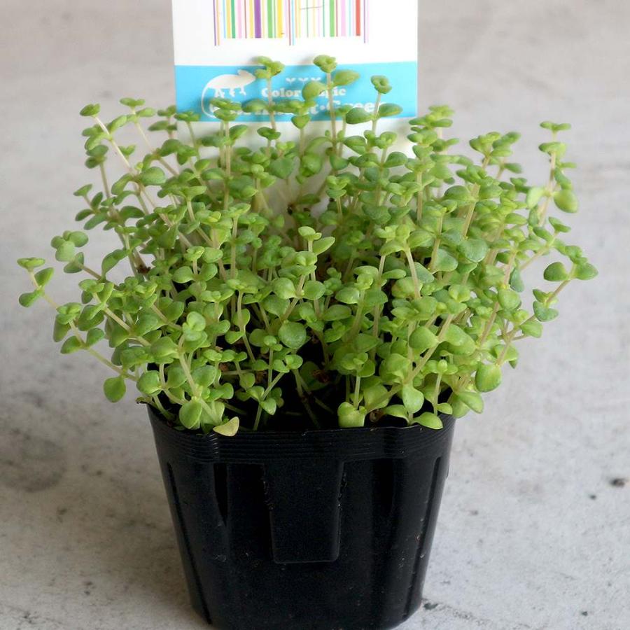 744円 入荷予定 送料無料 セダム リトルフロッシー 多肉植物 3号ポット苗 グランドカバー お買い得2個セット 観葉植物 リビング オ