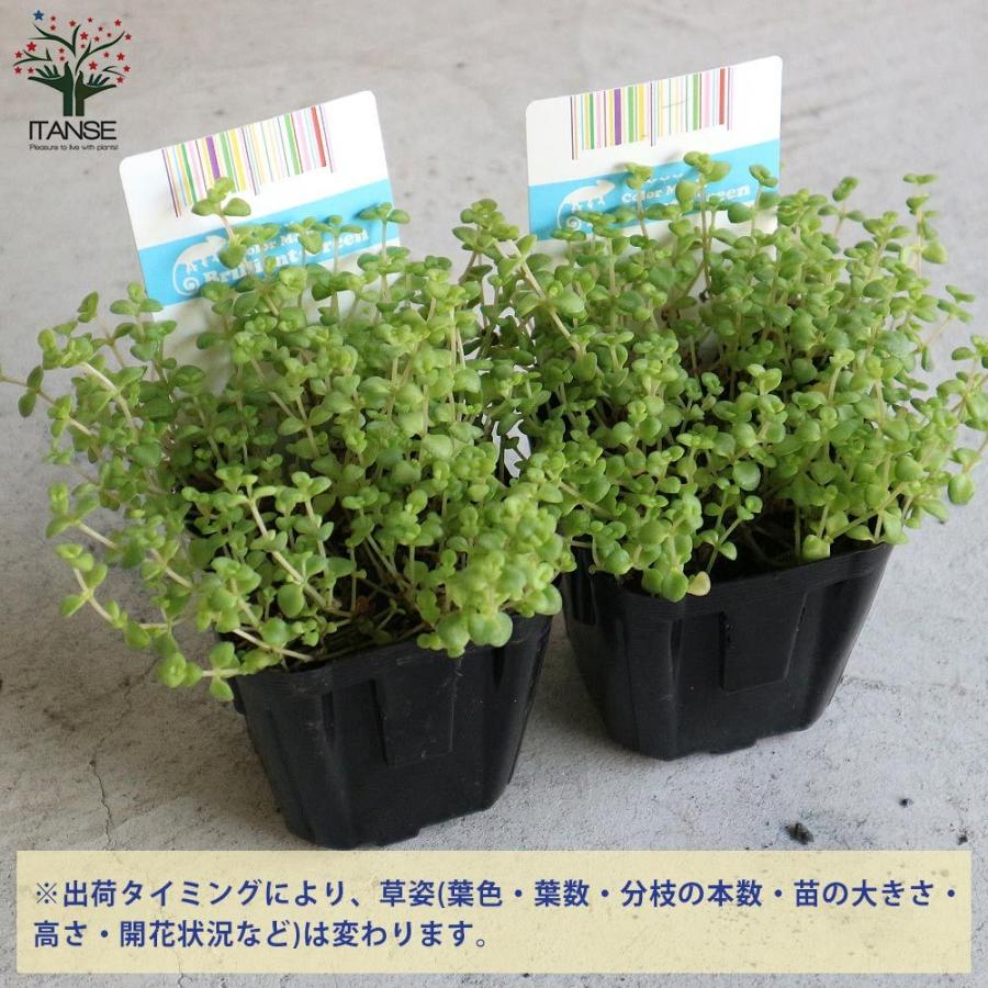 セダム グランドカバー 最大78 オフ 多肉植物 リビング 観葉植物 オ