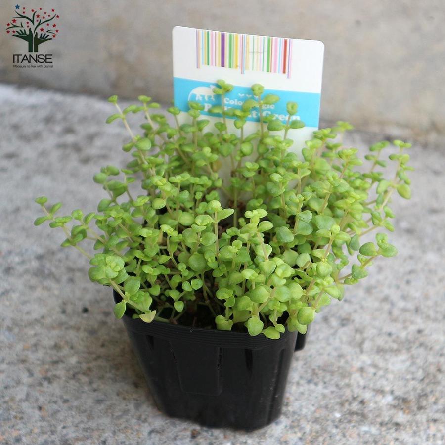 セダム グランドカバー 最大78 オフ 多肉植物 リビング 観葉植物 オ