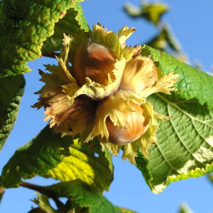 送料無料 ヘーゼルナッツ ヤムヒル 果樹の苗木 13 5cm 2 果樹苗 1個売り ヘーゼルナッツの苗木 ヘーゼルナッツ苗 ヘーゼルナッツの木 アメリカンヘーゼ 1 Itanse 3080 Shopooo By Gmo 通販 Yahoo ショッピング