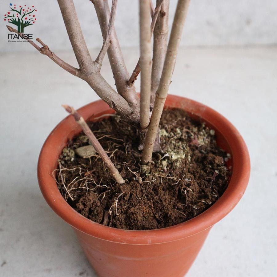 送料無料 オオデマリ 大手毬 庭木 5号ポット 庭園花木 1個売り テマリバナ ジャパニーズ スノーボール ライムグリーン ガーデン 1 Itanse 3130 Shopooo By Gmo 通販 Yahoo ショッピング