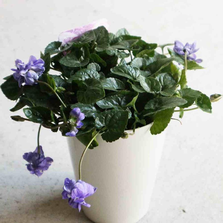 送料無料 パルマスミレ オーロラ 花苗 3 5号鉢 1個売り すみれ スミレ科 スミレ属 八重咲きニオイスミレ ヴィオラ スアヴィス 半耐寒性多年草 1 Itanse 3170 Shopooo By Gmo 通販 Yahoo ショッピング