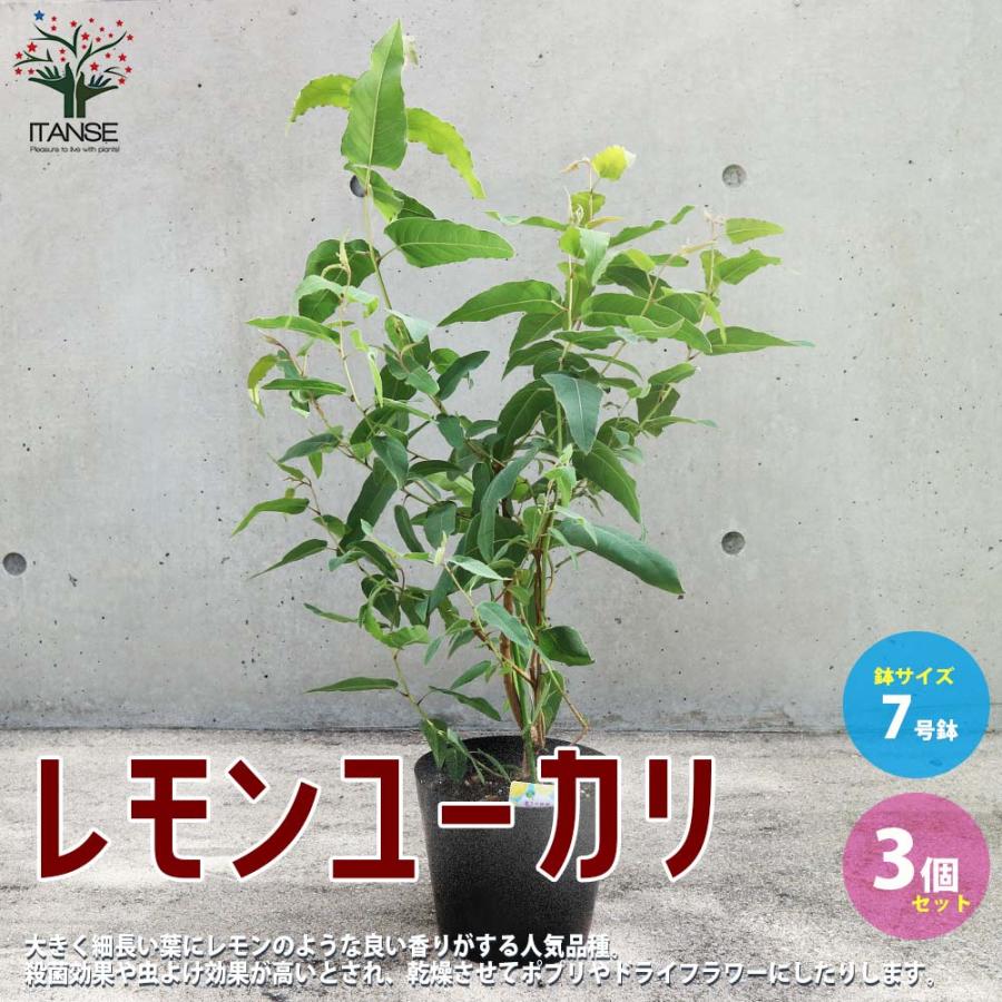 21正規激安 送料無料 レモンユーカリ 香り ハーブの苗 7号ポット大苗 お買い得3個セット レモンユーカリ苗 シトリオドラ レモンユーカリの苗木 観葉植物 リビ Manwelding Com