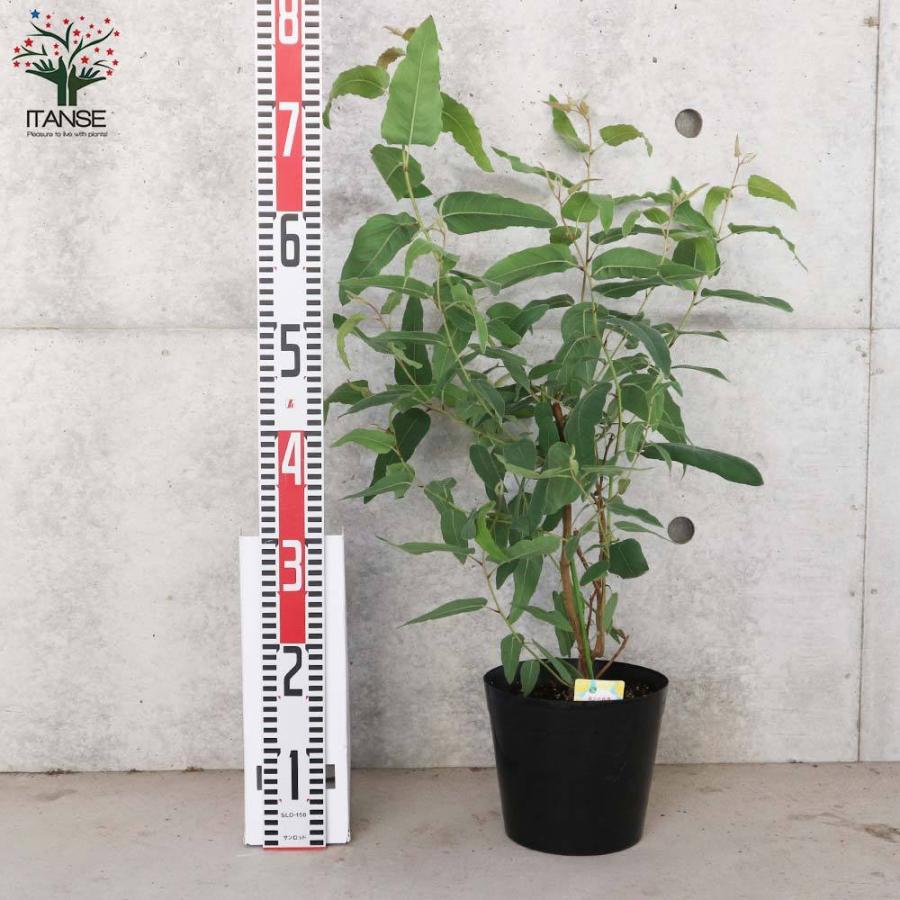 新作 レモンユーカリ 香り レモンユーカリ苗 シトリオドラ レモンユーカリの苗木 観葉植物 リビ Promed Srv Br