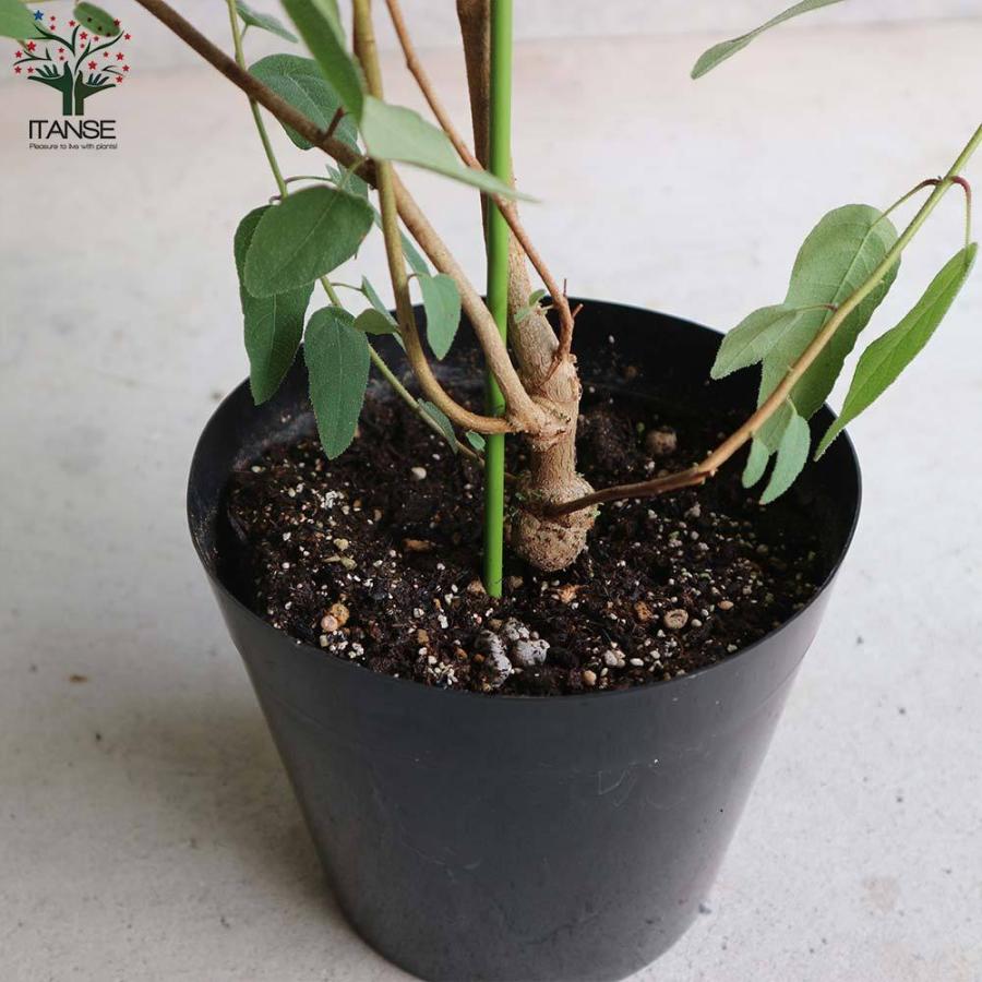新作 レモンユーカリ 香り レモンユーカリ苗 シトリオドラ レモンユーカリの苗木 観葉植物 リビ Promed Srv Br