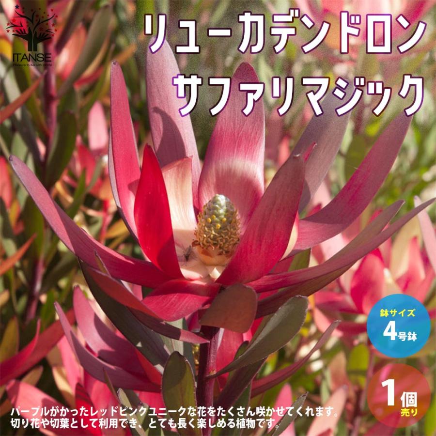 銀葉樹 ギンヨージュ ヤマモガシ 園芸品種 カラーリーフ 寄せ植え 庭園菜 86 以上節約