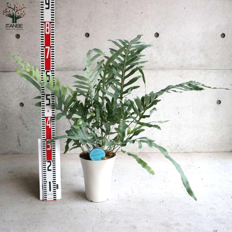 フレボディウム・ブルースター【観葉植物 多肉植物／1個売り