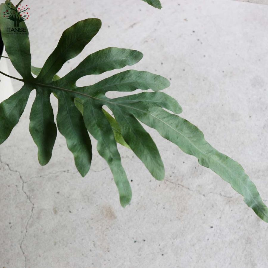 フレボディウム・ブルースター【観葉植物 多肉植物／1個売り