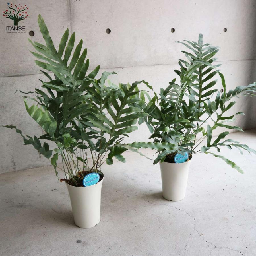 現品　フレボディウム　ブルースター　観葉植物　ドライガーデン　インテリアグリーン フレボディウム・ブルースター【観葉植物 多肉植物／1個売り