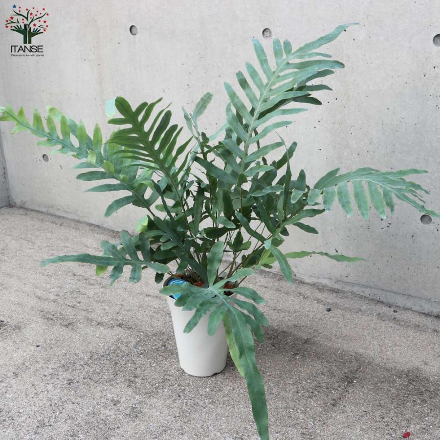 現品　フレボディウム　ブルースター　観葉植物　ドライガーデン　インテリアグリーン フレボディウム・ブルースター【観葉植物 多肉植物／1個売り