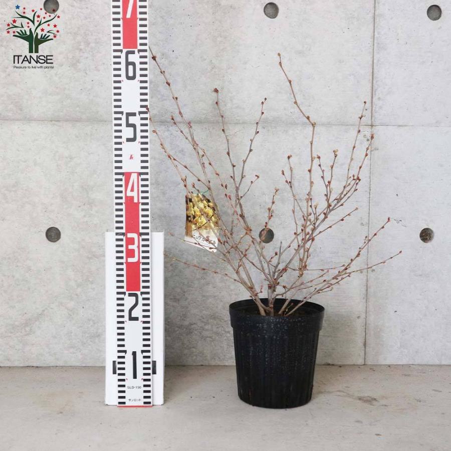 送料無料 ヒュウガミズキ 庭木 6号 1個売り 日向水木 ヒュウガミズキ ヒメミズキ 日向ミズキ カラーリーフ 苗木 花木 庭木 1 Itanse 3400 Shopooo By Gmo 通販 Yahoo ショッピング