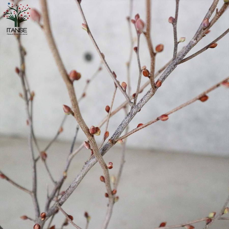 送料無料 ヒュウガミズキ 庭木 6号 1個売り 日向水木 ヒュウガミズキ ヒメミズキ 日向ミズキ カラーリーフ 苗木 花木 庭木 1 Itanse 3400 Shopooo By Gmo 通販 Yahoo ショッピング