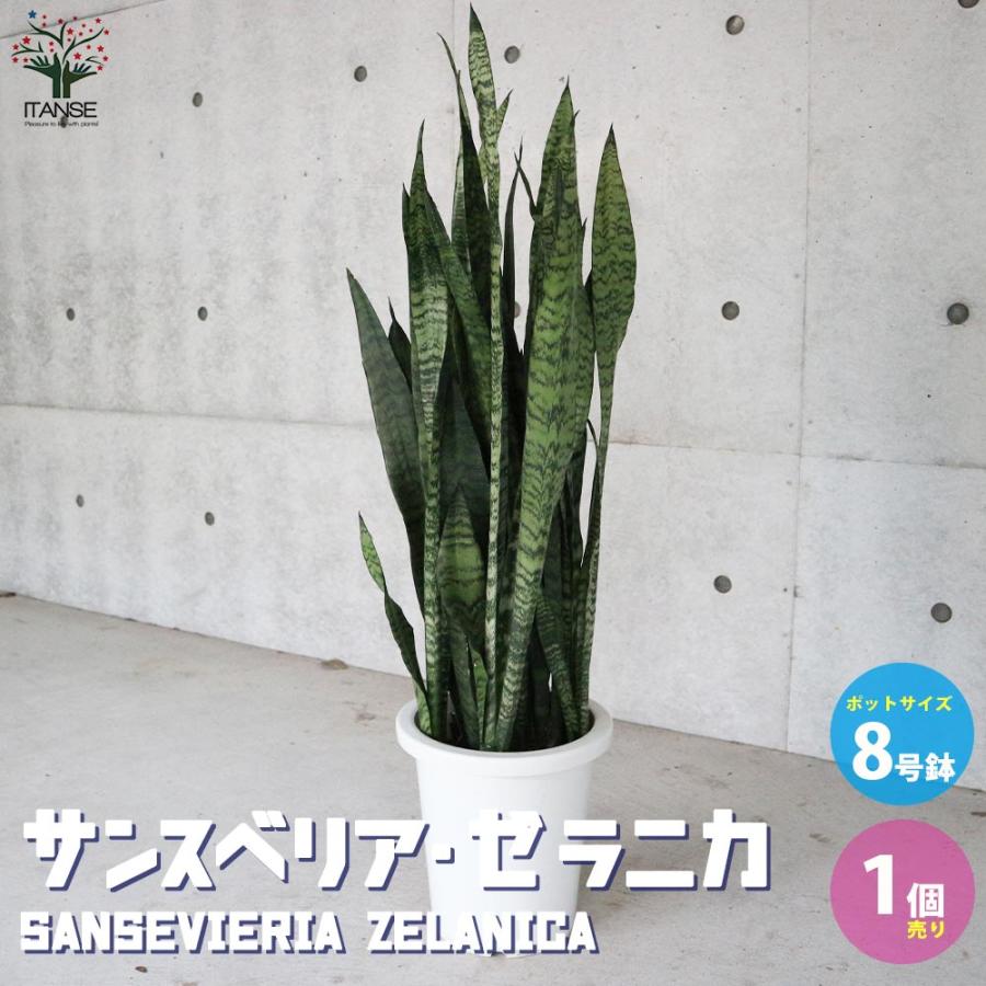 観葉植物 サンスベリア ゼラニカ大型90cm値段相談、 株分け可能 サンスベリア・ゼラニカ 【観葉植物 大型8号鉢・リビングやオフィスの