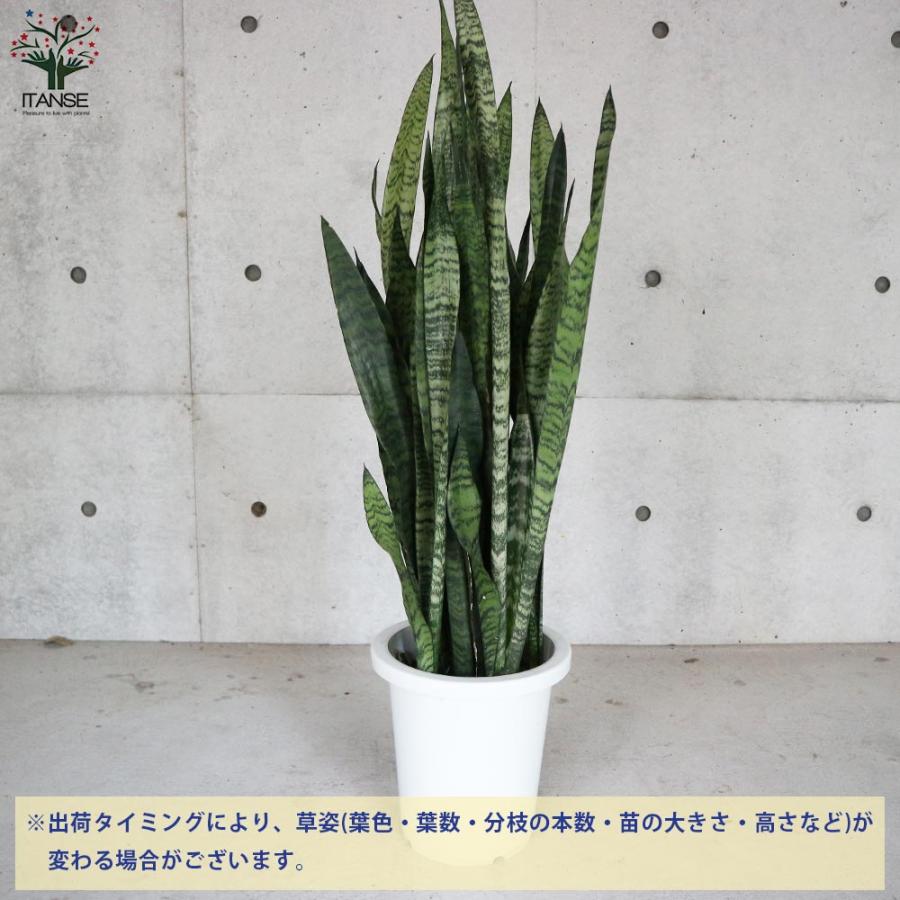 サンスベリア・ゼラニカ 【観葉植物 大型8号鉢・リビングやオフィスの