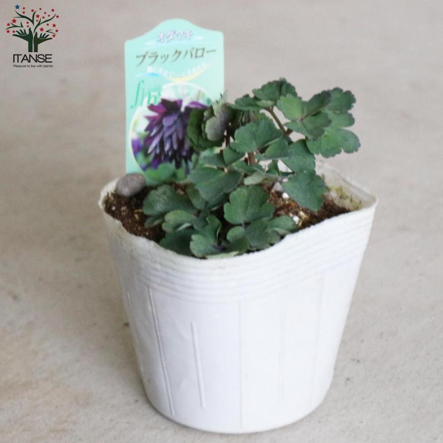 送料無料 オダマキ ブラックバロー 花苗 3 5号 お買い得3個セット Aquilegia Vulgaris 宿根草 西洋オダマキ アキレギア アキレジア アクイレギア 花苗 1 Itanse 3451 Shopooo By Gmo 通販 Yahoo ショッピング