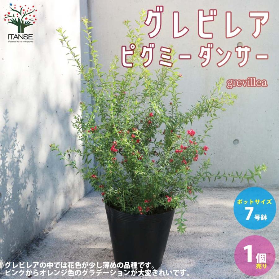 グレビレア・ピグミーダンサー【庭木 7号ポット大苗／1個売り