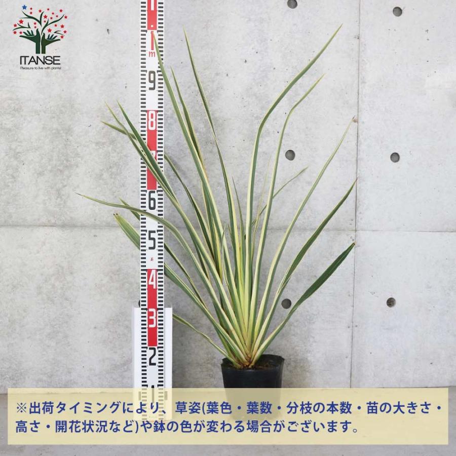 同時購入用 ニューサイラン(入才蘭) バリエガータの大苗【観葉植物 6号ポット／1個売り】