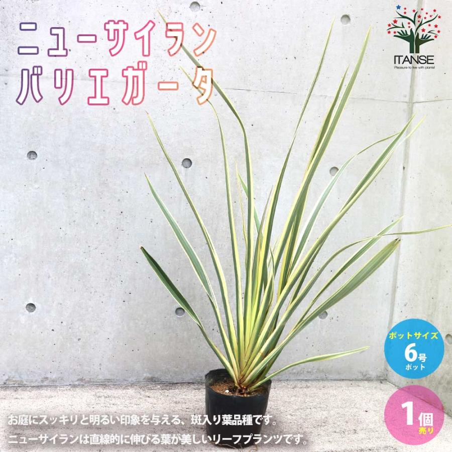 同時購入用 ニューサイラン(入才蘭) バリエガータの大苗【観葉植物 6号ポット／1個売り】