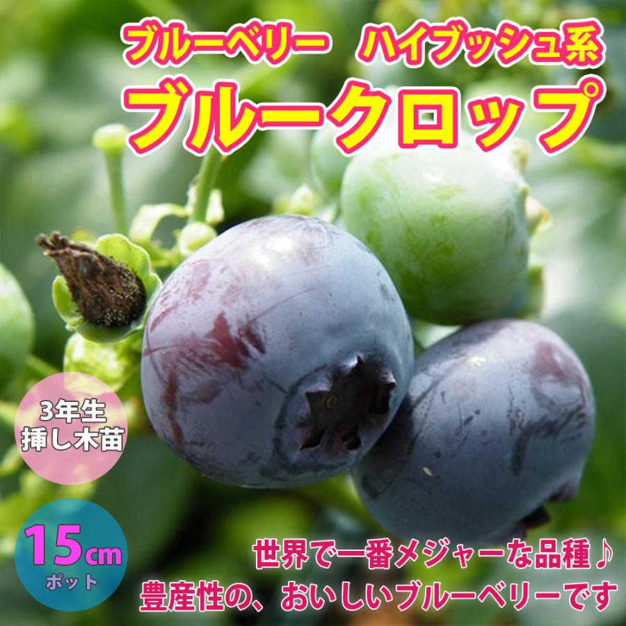 最大84 Offクーポン ブルークロップ 人気のハイブッシュ系ブルーベリー苗木15cmポット 3年生挿し木 大苗 1個 ポット苗なのでほぼ年中植付けok 即出荷 送料込み価格