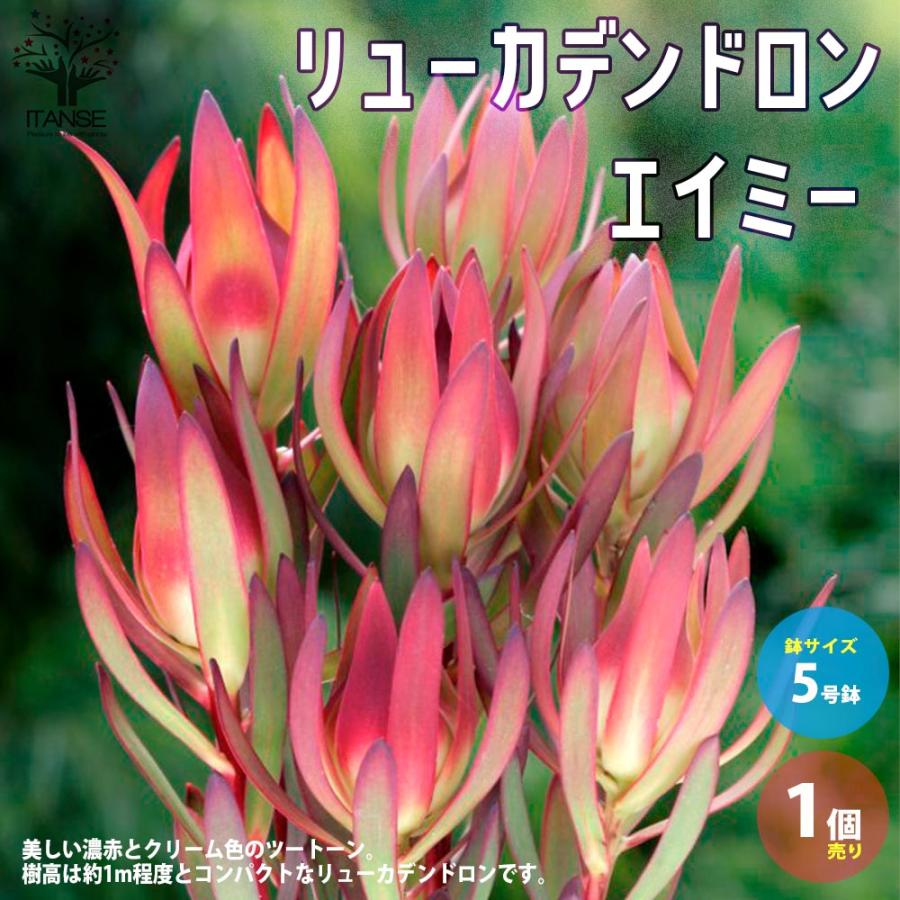 リューカデンドロン・エイミー(アミー)【庭木 5号鉢／1個売り