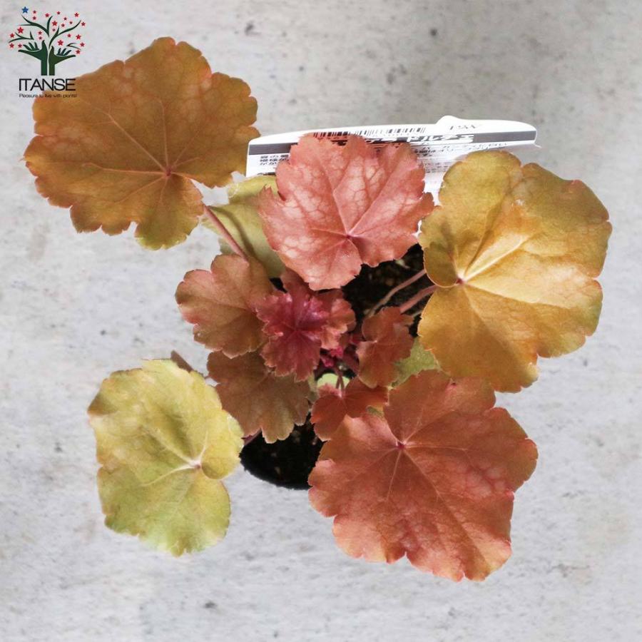 バンド4本付ガーデンシューズ 芝生のエアレーションスパイク 1組入2 Grasho ガーデンスパイク シューズ 園芸 芝生穴あけ用 農作業 商店 ガーデンスパイク