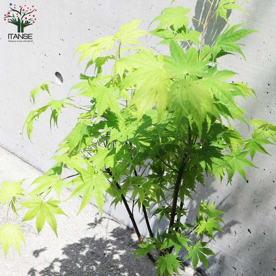 モミジ(カエデ)の苗木 品種：黄八丈(キハチジョウ)【庭木 6号鉢 接木苗