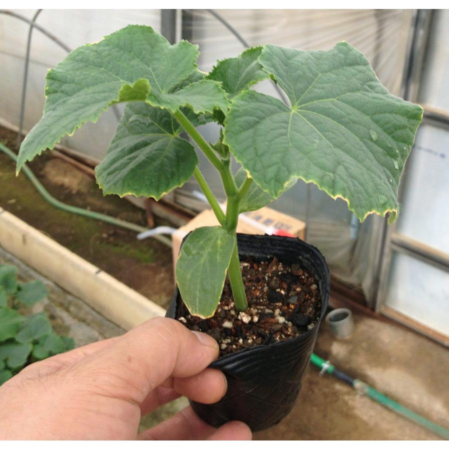 送料無料 即出荷 すずなりキュウリ 野菜苗 9cmポット実生苗 2個セット キュウリ苗 きゅうり苗 胡瓜苗 家庭菜園 ガーデニング ベランダ 簡単栽培 露地栽培 1 Itanse 405 Shopooo By Gmo 通販 Yahoo ショッピング