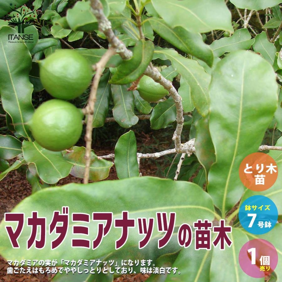 マカダミアナッツの苗木 【果樹の苗木 7号スリット鉢 とり木苗／1個