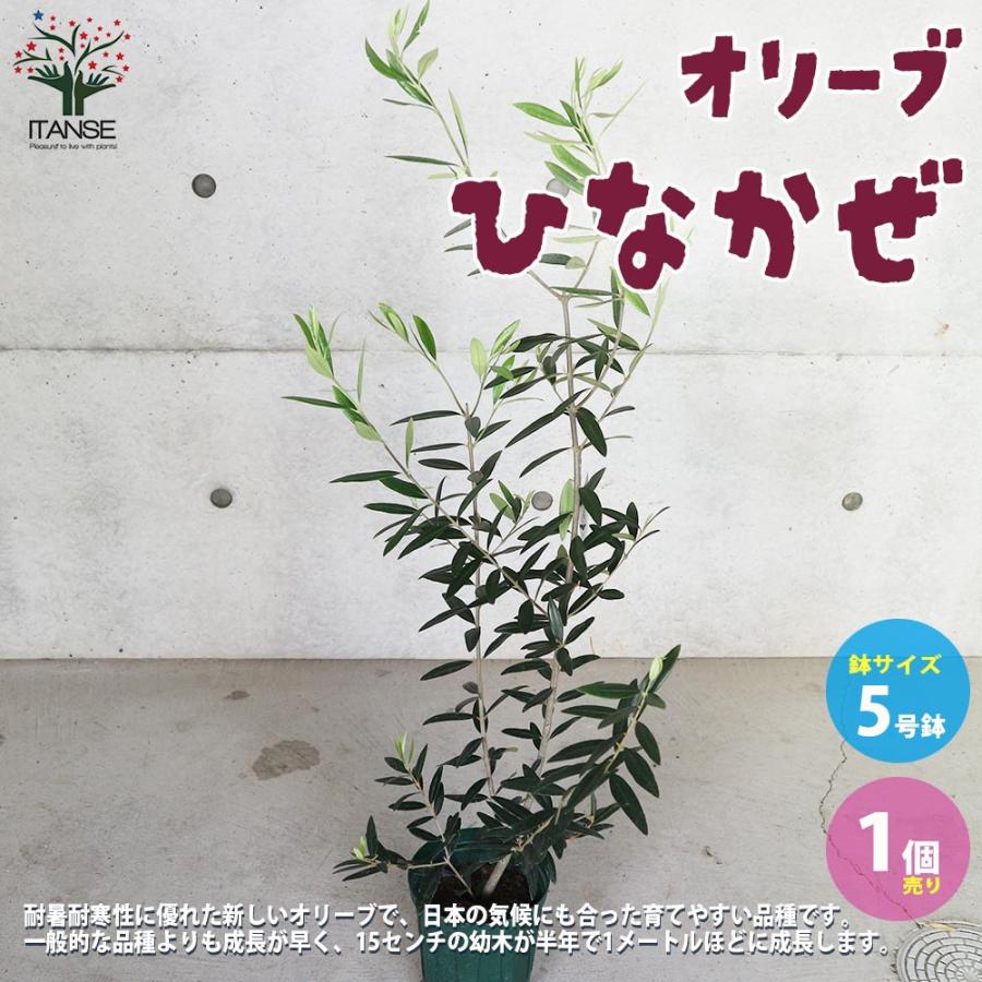 オリーブの苗木 品種:ひなかぜ【果樹の苗木 5号スリット鉢 オリーブの苗木 品種:ひなかぜ【果樹の苗木 5号スリット鉢