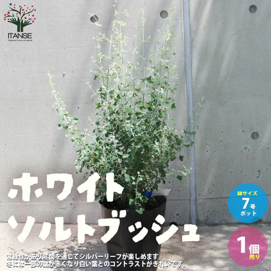 ホワイトソルトブッシュ (ラゴディアハスタータ) 【庭木 7号ポット大苗