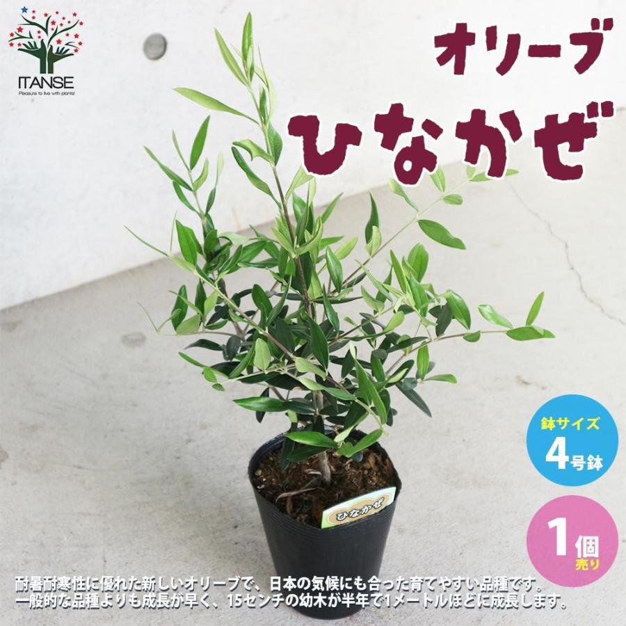 超ポイントアップ祭 送料無料 オリーブの苗木 品種 ひなかぜ 果樹の苗木4号ポット苗 1個売り オリーブ苗 オリーブ苗木 オリーブの苗 おりーぶ Olive シンボ Thisissesame Com