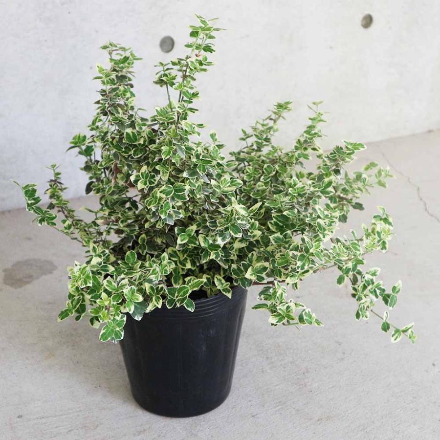 アメリカツルマサキ・エメラルドガイティ【庭木6号ポット大苗／1個売り