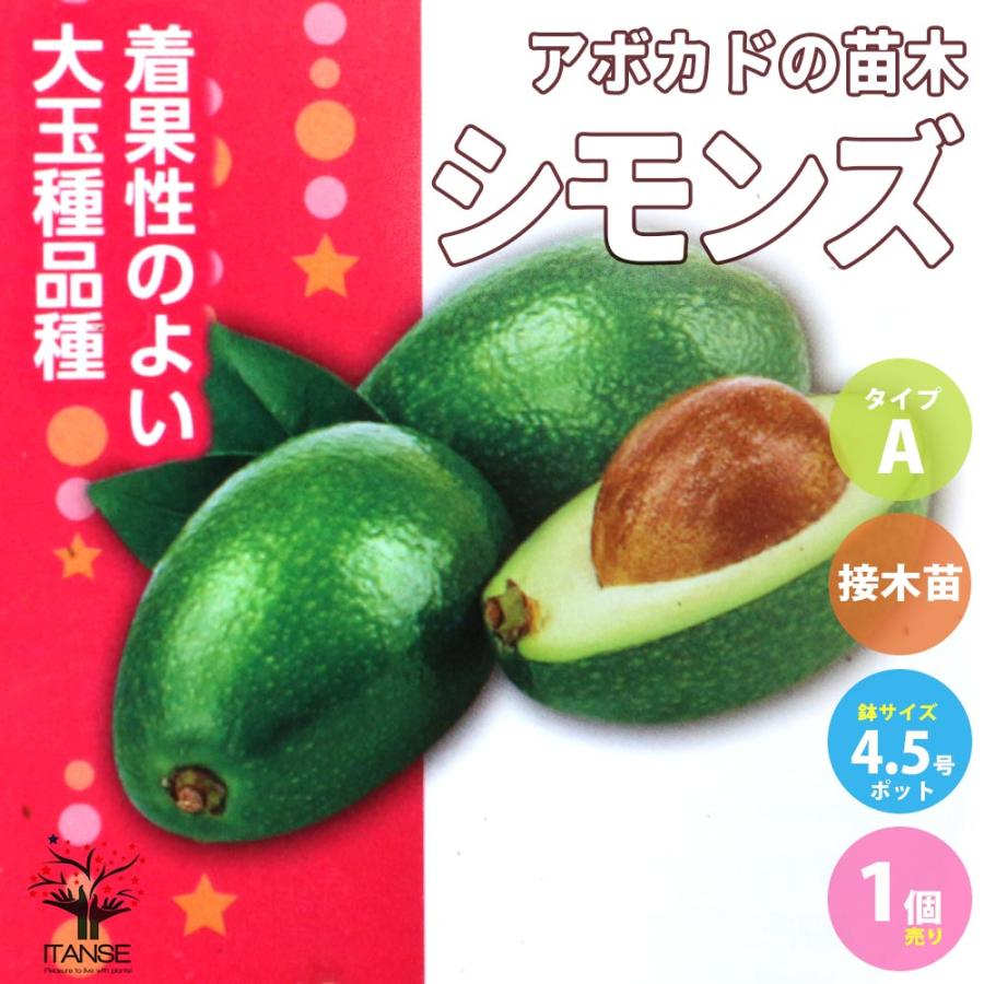 アボカドの苗木 品種：シモンズ(Aタイプ)【果樹の苗木 13.5cmポット