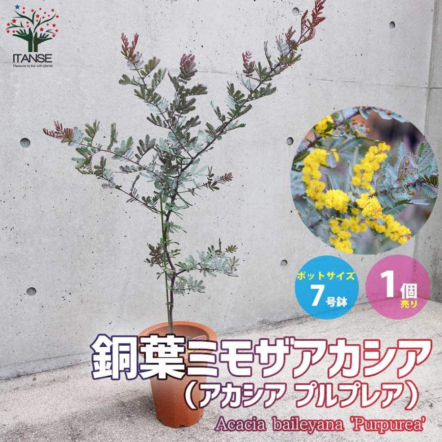 アカシアプルプレア (銅葉ミモザアカシア)【庭木 7号鉢大苗(茶鉢)／1個