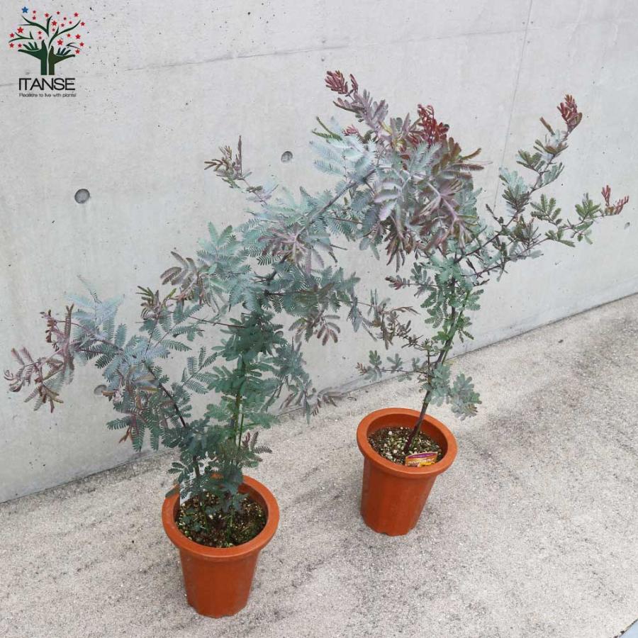 花芽付き　ミモザアカシア　パープレア　プルプレア　テラコッタ鉢植え　苗　苗木 花芽付き ミモザアカシア パープレア プルプレア テラコッタ鉢植え 苗