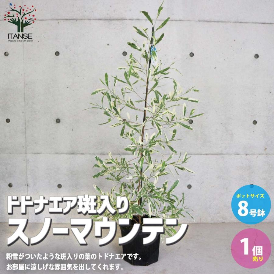 ドドナエア　ドドナエア 雌株　ドドナエア苗　ドドナエア ８号鉢鉢植え 楽天市場】ドドナエア (プルプレア) 8号 白色 セラアート鉢